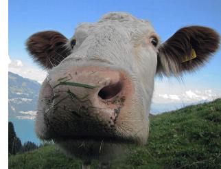 Häufige Fragen zur Nutzung der Chaturbate Website