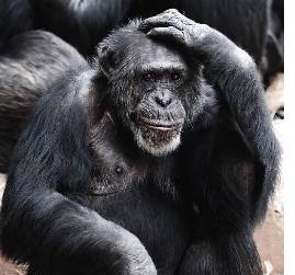 Nickname Regeln sichern Profit und Leben des Camgirls.