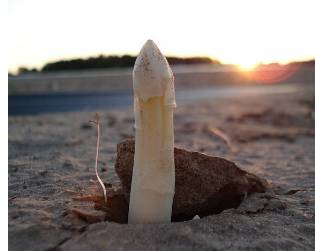 Profitmaximierung ⚡ als Voraussetzung für deutsche Camgirls und deren Lebensabend.