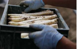 Die Weitsicht des Camgirls entscheidet über deren Wohlstand in der Zukunft.